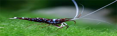 میگو shrimp