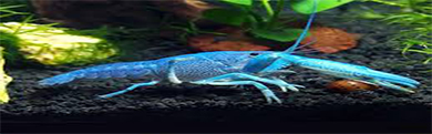 میگو crayfish lobster